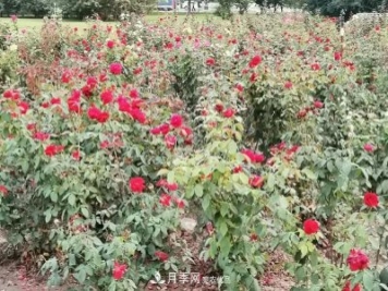 唐山惠豐湖這片月季花海太驚艷，太美了