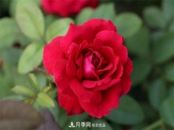 月季夫人蔣恩鈿，是她把月季花種到了人民大會堂
