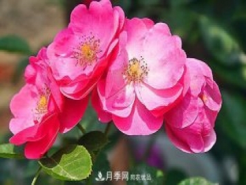 藤本月季有哪些好品種？我推薦這5個品種