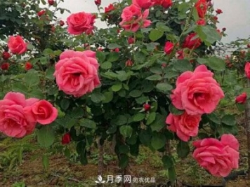 多種選擇，樹狀月季用什么樹做樹樁比較好？