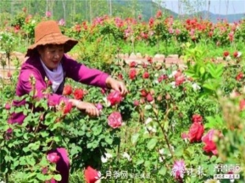 山東淄博沂源60畝月季花競放，美麗產(chǎn)業(yè)助推特色鄉(xiāng)村旅游