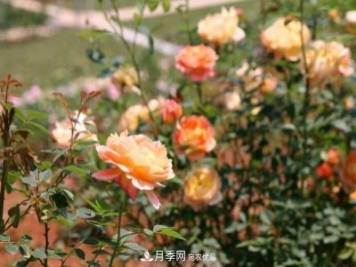 萬(wàn)紫千紅！湖南益陽(yáng)安化“茶鄉(xiāng)花?！痹录臼㈤_(kāi)
