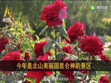 青海西寧第七屆月季展，北山美麗園20多萬株月季盛開！