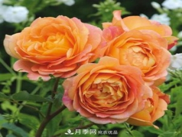 兩廣福建應(yīng)該種什么月季品種？