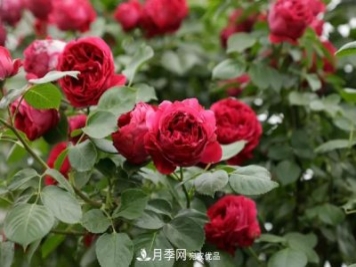 藤本月季和樹狀月季的小知識(shí)與品種