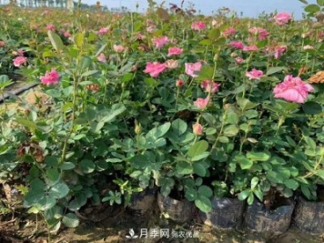 南陽(yáng)樹狀月季，大花月季，基地直銷，貨源充足，推薦南陽(yáng)月季