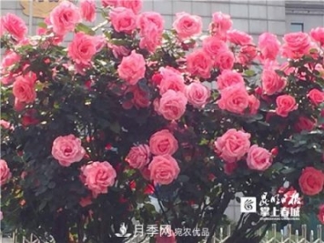 樹狀月季很養(yǎng)眼，云南昆明上萬株高稈月季熱情綻放
