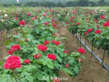 小型樹(shù)樁月季，小月季樹(shù)批發(fā)價(jià)格
