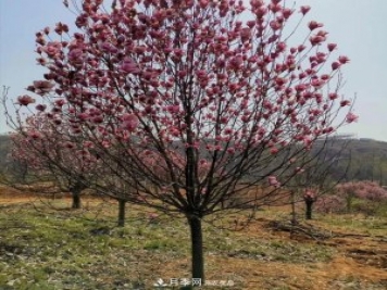 玉蘭之鄉(xiāng)，紫玉蘭紅玉蘭白玉蘭廣玉蘭二喬玉蘭的區(qū)別和價(jià)格