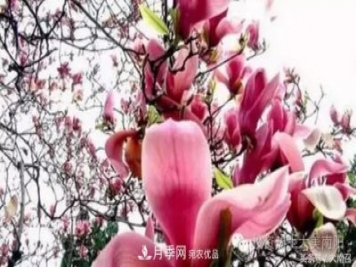 原創(chuàng)讀書(shū)：南召辛夷