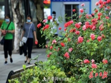 烈日下，武漢城區(qū)月季盛情開(kāi)放(圖集)