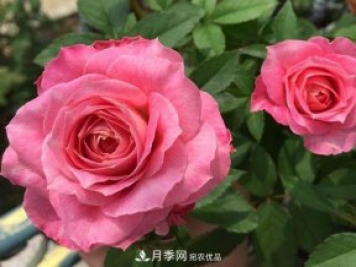 推薦4種微型月季，專為陽臺而生，值得擁有