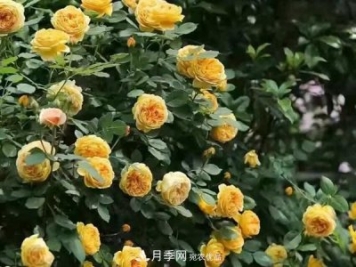 藤本月季怎么藤本月季，南陽藤本月季基地有幾個建議送給你！