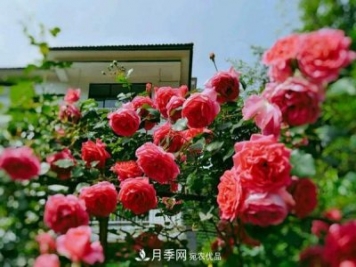 月季拱門很漂亮，用大游行藤本月季月品種制作很適合