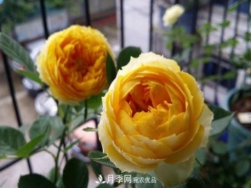 微型月季-金絲雀要怎么修剪？