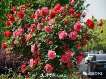 浙江寧波綠化“月季樹”千花盛放、爭(zhēng)奇斗艷甬城