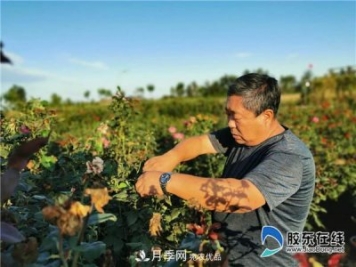 月季很美，兵支書很贊，山東萊州任尚泉走出最美致富路