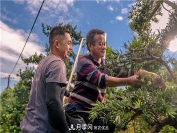 一樹一景，湖南長沙花木造型師的“雙搶”季