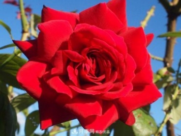 紅衣主教大花月季，花型漂亮，非常耐開