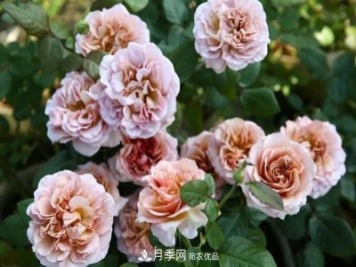 10種復古色月季，氣質(zhì)炸裂！花友值得入手！