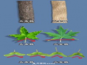 只用一張圖片，讓你馬上分清五角楓和元寶楓的區(qū)別
