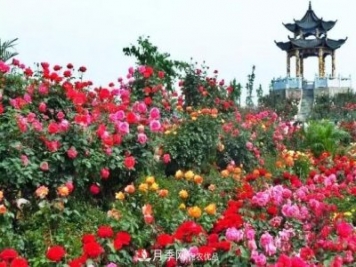 南陽旅游大發(fā)展：月季樹藝 齊爭(zhēng)芬芳 百花開放 滿園春色
