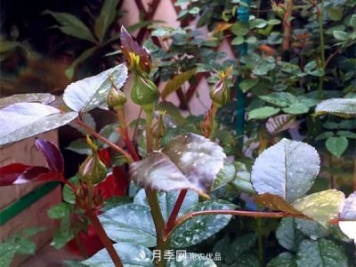 月季的常備藥品有哪些？收好了！