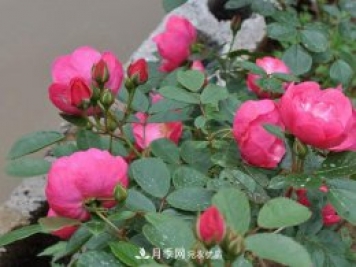 安吉拉月季的優(yōu)缺點(diǎn)是什么？ 如何養(yǎng)殖