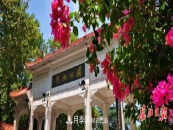 湖北武漢百萬(wàn)株月季“理發(fā)”，國(guó)慶節(jié)前將綻放街頭