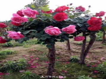 月季網(wǎng)10公分的樹狀月季價格多少錢一棵？