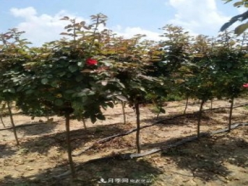 供應(yīng)各種規(guī)格的樹狀月季，樹樁月季，小青桿月季