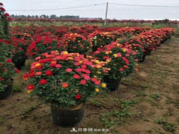 基地直供造型月季花瓶、月季花球、月季花柱批發(fā)價(jià)格