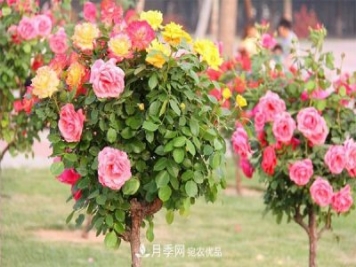 分享六點(diǎn)，湖北月季樹養(yǎng)護(hù)不再是難題