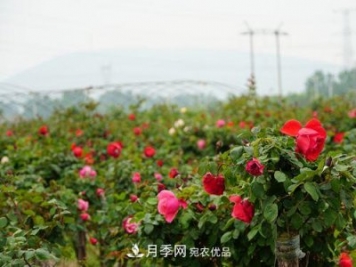 內(nèi)鄉(xiāng)縣月季發(fā)展迅猛，特色產(chǎn)業(yè)助力脫貧增收