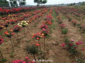 高顏值！安慶多彩月季現(xiàn)身園林景觀
