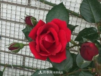 說一說南陽月季園的四種紅色藤本月季