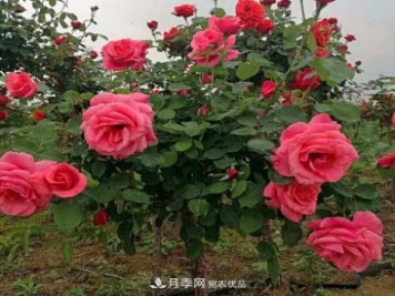 公園樹(shù)狀月季，景區(qū)樹(shù)狀月季，樹(shù)狀月季苗批發(fā)基地