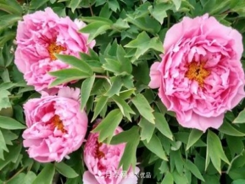 洛陽(yáng)牡丹花種植中的一點(diǎn)小建議，有幫助必看