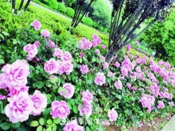 衡陽萬株月季盛放，美了衡州大道