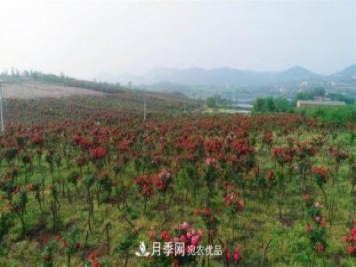 湖北荊門(mén)錢(qián)場(chǎng)鎮(zhèn)月季產(chǎn)業(yè)蛻變“美麗經(jīng)濟(jì)”