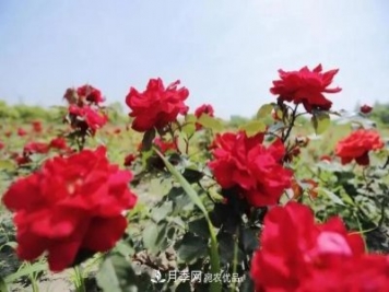 上海松江10萬平方米月季小鎮(zhèn)9月底完工，十一等你來打卡