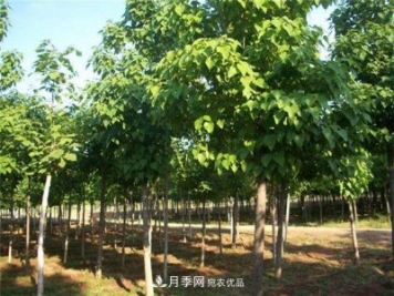 看木王楸樹的歷史，南陽(yáng)楸樹苗木基地供應(yīng)
