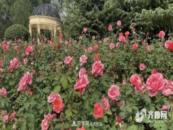 山東濟(jì)南網(wǎng)紅打卡地！帶您看姹紫嫣紅的月季花海