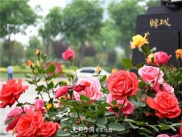 月季之都，陜西韓城市打造月季花海文化名城(相冊)