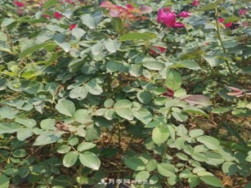 月季苗，月季花，品種齊全暢銷全國(guó)市花城市