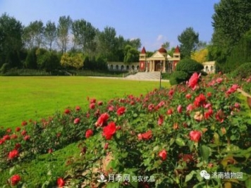 金秋花兒姹紫紅，山東濟(jì)南植物園萬株月季與您“約會”佳節(jié)