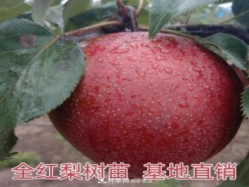 1-3年生全紅梨樹苗方城基地直銷！成活率高價值突出