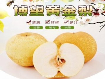 南陽方城博望黃金梨2年3年生梨樹苗基地批發(fā)價格