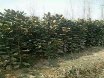 南陽南召玉蘭基地，廣玉蘭苗木繁育技術(shù)分享