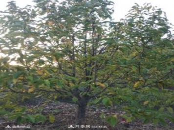 中國辛夷之鄉(xiāng)，南召辛夷花樹的介紹